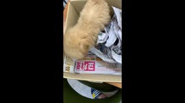 My cute puppy playing fun with newspaper in a small paper box