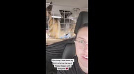 Dog walker surprises workers at Tim Hortons with dogs in the drive thru