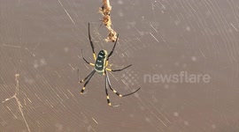 Spectacular, huge female African Golden Orb Weaver spiders on their webs