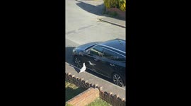 Funny seagull picks fight with its own reflection on a car