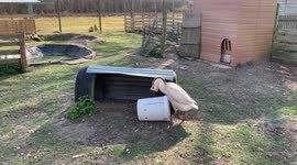 Goose in love with a bucket. His partner is sitting on her nest so he needs to be entertained