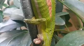 Watch the incredible moment a Cape dwarf chameleon gives birth