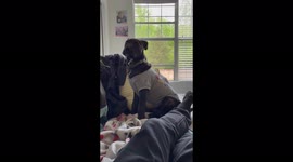 My puppy in the.rush hour of the evening when for not reason whatsoever he runs all over the house