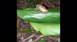 Endangered Reed frogs from South Africa, calling out to each other.