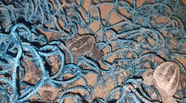 Sea turtle hatchlings trapped in fishing net after coming out of sand