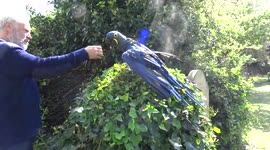 Beautiful blue and gold macaws enjoy spray bottle shower on a sunny day