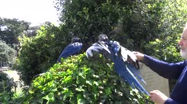 Blue and gold macaw parrots enjoy an outdoor shower on a sunny day in London