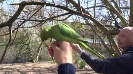 Green parakeets and squirrels enjoy treats from tourists in central London