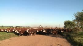 The fall in the consumption of beef and its impact on the environment