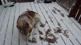 Our Alaskan Malamute Puppy Fish's reaction to snow falling  in  Springtime on April 21 2021