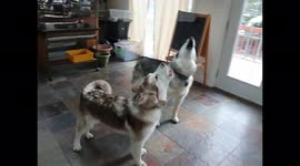 My two Alaskan Malamutes Sojou and Fish Proof That Howling is Contagious