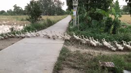 Adorable flock of ducks cross a road in perfect coordination