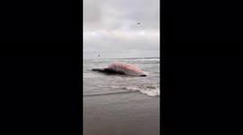 Dead whale washes ashore at Fort Funston in San Francisco