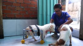 This Vietnamese woman has built wheelchairs for over 100 disabled pets