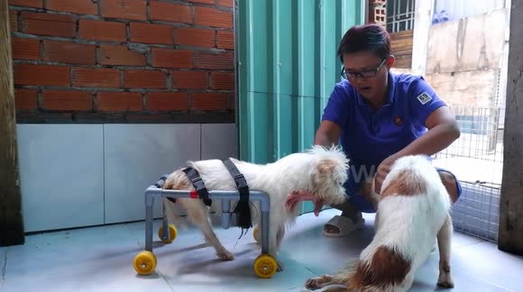 This Vietnamese woman has built wheelchairs for over 100 disabled pets