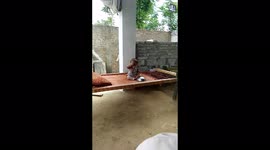 Cute Baby crying very cunningly