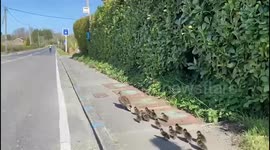Mum and baby ducklings escorted to safety after family get trapped far from pond in East Sussex, UK