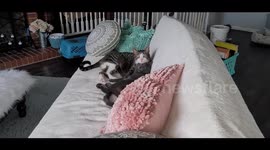 Cute cats napping on top of one another, one wearing the other as a hat