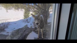 Baby deer and family eat lunch outside of office window looking directly at camera