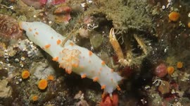 Decorator Crab Takes on a Clown Nudibranch in the Pacific Northwest