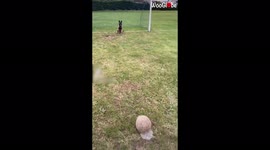 'This Belgian Shepherd might be the Best Goalkeeper in the World'
