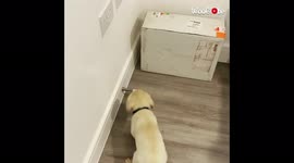 '8-Week-Old Labrador Playing with Springy Doorstop '