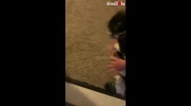 'Puppy Showers Owners with Love after they Return from a Trip'