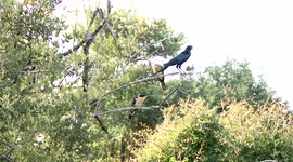 Ungrateful Cuckoo chicks begging and pecking their hard working Starling host