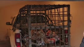 Wild Siberian tiger lets out fierce roar after waking up from anaesthesia