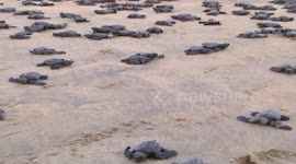 Environmentalists release hundreds of turtle hatchlings on Indian beach
