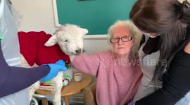 Baby lamb brings much-needed cheer and cuddles to care home residents