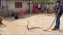 Huge 15-foot king cobra removed from resident's bedroom in India