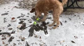 Dog can't quite work out why tennis balls frozen to the ground won't move