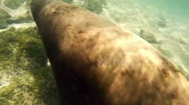 Spectacular Underwater Encounters with wildlife in the Galapagos