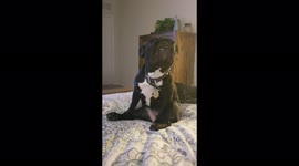 French Bulldog Puppy decides to scratch an itch and looks like it is playing air guitar.