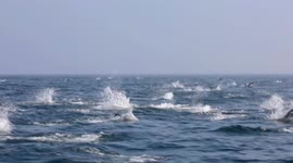 Huge number of dolphins invade California coast