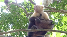 New Baby Capuchin Monkey Tries To Nurse While Mom eats A Coconut