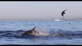 Slow Motion Video Common Dolphins Feeding on Anchovy off the Coast of Newport Beach California