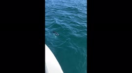 Pacific White Sided Dolphins Bow Riding
