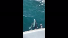 Small pod of pacific white-sided dolphins bow riding off Monterey Bay, CA