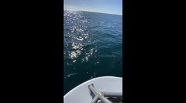 A small group of Pacific white-sided dolphins among a larger group of Rissos dolphins