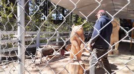Man up in Big Bear Lake California carves a wooden bear from a tree stump