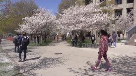 People in Toronto Ontario Canada gather illegally by some cherry blossom trees to take photos contrary to the COVID 19 pandemic lockdown orders