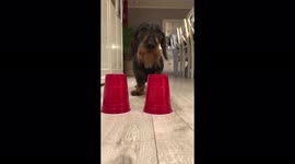 Dog has to earn treat with game, but little brother has other ideas