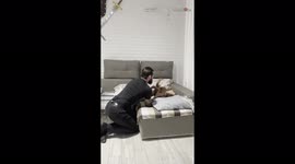 'Wild Cat Jumps on Owner while Playing'