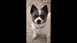 Dog has adorable but incredibly guilty look when confronted about peeing on carpet