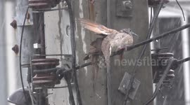 Adorable pair of lovebirds seen hiding under each other's wings during rainstorm in Thailand