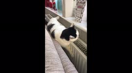 Fail! Poor cat falls off of the sofa only to get hilariously stuck hanging by his claws