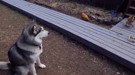 Alaskan malamute takes job seriously as she guards feeding chickens