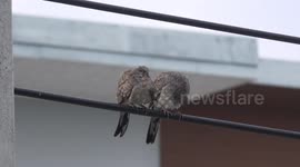 The hilarious moment when a small dove who is busy preening himself gets a feather stuck in his mouth and has great difficulty trying to get rid of it.